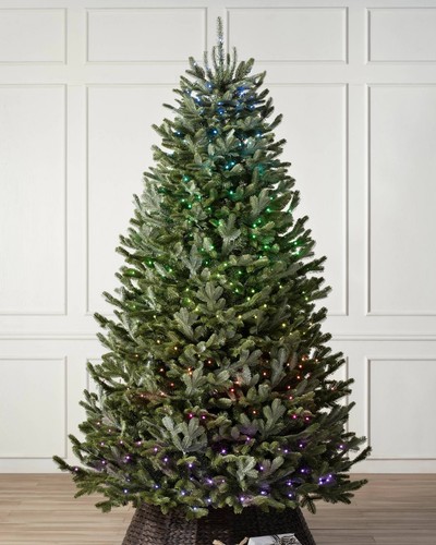 Baslam hill fraser fir - hill, 5.5