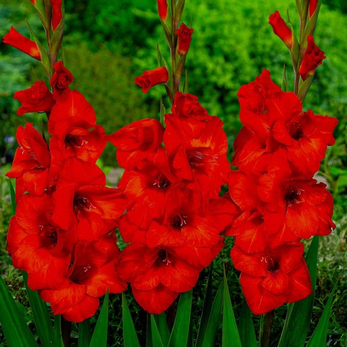 Bulbes glaïeuls rustiques - bulbes, de