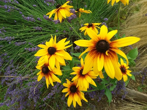 100 graines de rudbeckia - graines,