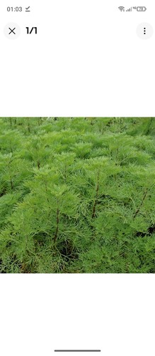 Boutures bio - 10,