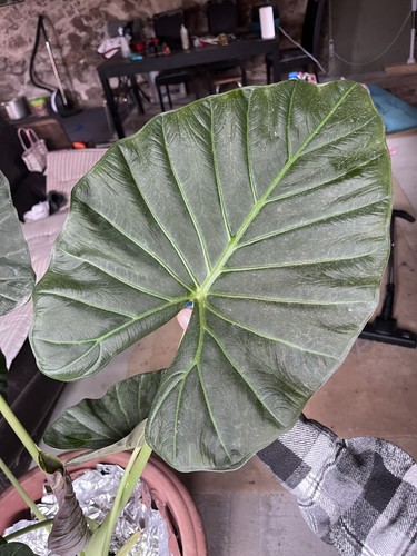 Alocasia régal - alocasia,