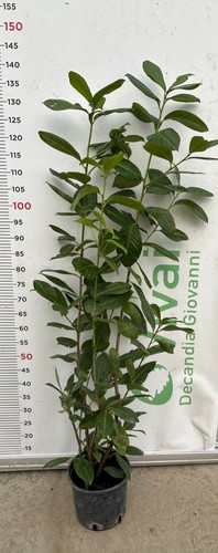 Plantes laurocérase v18 - plantes,