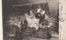 CP SALON 1913 FRAGILE PAR