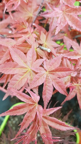 Acer palmatum deshojo - 'deshojo', /