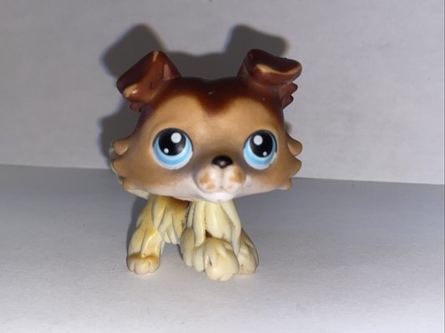 Petshop chien colley 58 - petshop,