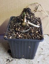 Armoracia rusticana / Raifort / Conteneur de 2 à 2.9 litres / Vivace aromatiq...