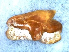 SHARK TOOTH SHARK - SQUALUS OCCIDENTALIS MIOCENE BAKERSFIELD USA 1DEC23