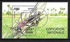 Animaux Insectes Sauterelles