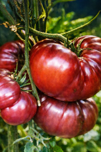 Graines tomates noires - de,
