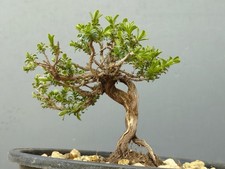 Bonsaï de thym 12 x 12 cm en