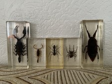 Lot INCLUSIONS INSECTES  SOUS