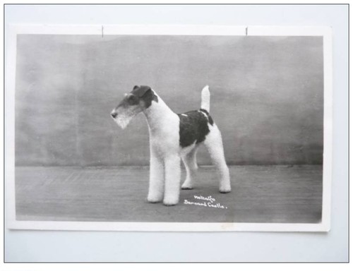 Photo animaux chien - cp, de