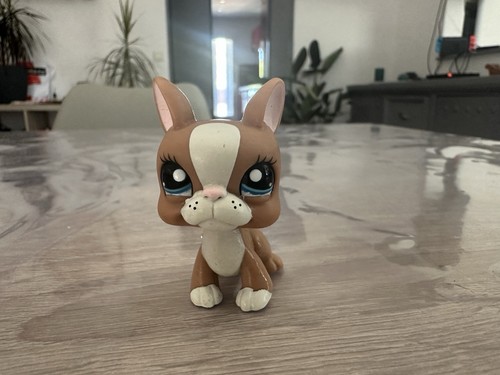 Petshop chien boston terrier - petshop,
