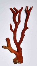 CORAIL ROUGE DE MEDITERRANEE - TRES BELLE BRANCHE DE CORAIL - 118/50mm
