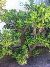 Jade Plant Crassula Ovata Deep Green Bonsai Succulent Fresh Cuttings