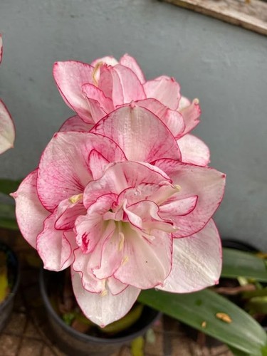 Imported amaryllis lily lilac - lily,