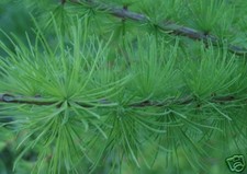 Larix decidua EUROPEAN LARCH