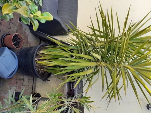 Plante reelleun grand focus - grand,