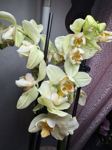 Orchidée phalaenopsis - orchidée,