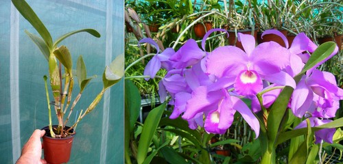 Cattleya skinneri orchidée - cattleya,