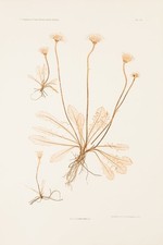 Constantin Freiherr Von ETTINGSHAUSEN, Alois POKORNY / Crepis aurea 1873