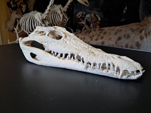 Vrai crâne crocodile du - crocodile,