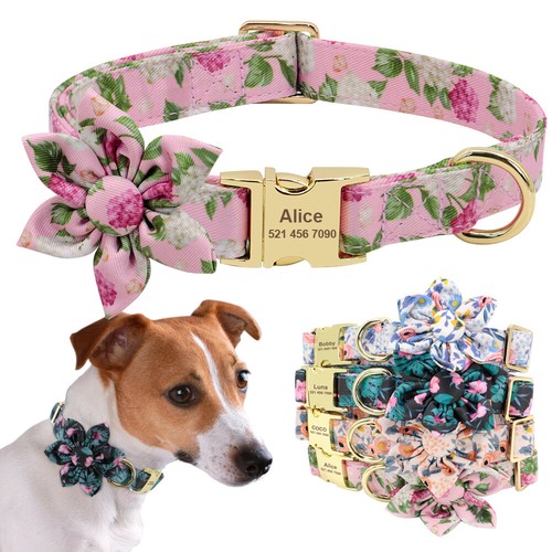 Collier chien - collier, de