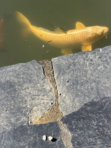 Carpe koi 50cm environ - , ou