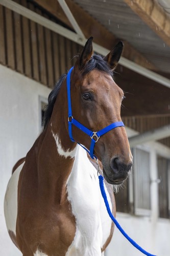 Licol longe riding - licol,