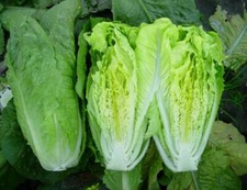 Paris Island Cos Romaine Lettuce 500, 1000, 2000, 5000 SEEDS Heirloom crispy
