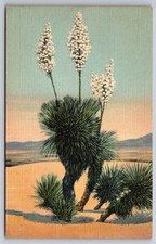 Vtg Postcard Southwest Desert Yucca Plant Fiber USA Unposted