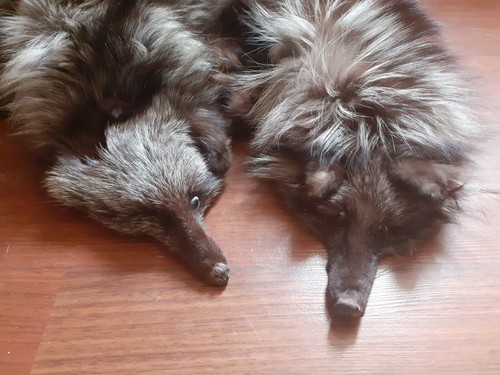 Fourrure renard argenté - fourrure,