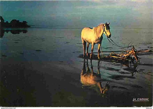 Postcard animals horses - postcard,