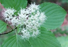Cornus alternifolia | Green