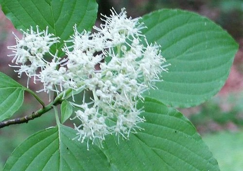 Cornus alternifolia green - |,
