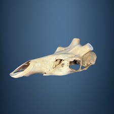 527KU Crane de cerf, bois de