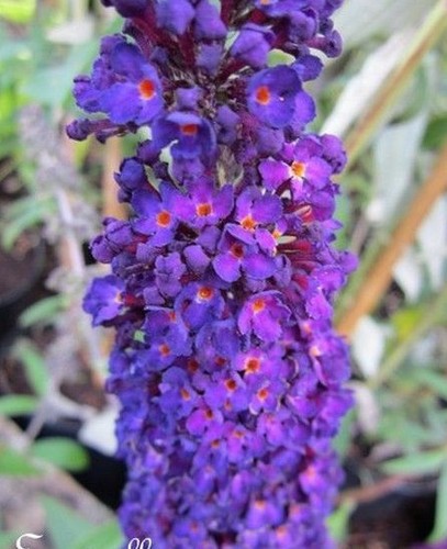 Arbre papillons buddleia - arbre,