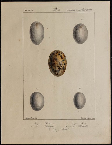 1830 oeufs oiseaux - 1830, d'oiseaux