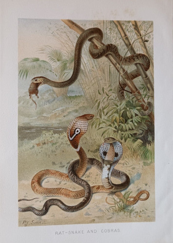 Serpent ratier cobra - serpent,