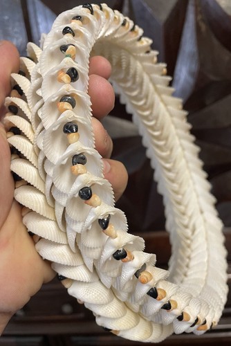 Couronne coquillage tahiti - couronne, de