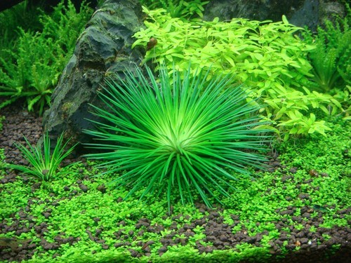 Plante aquarium eriocaulon - plante, d’aquarium