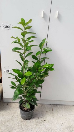 Plante prunus laurocerasus - prunus,