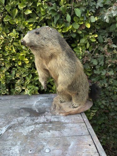 Très rare taxidermie marmotte - très,