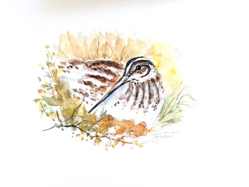 Bécassine aquarelle - bécassine-,