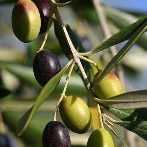Plante olivier grec kalamata - d'olivier,