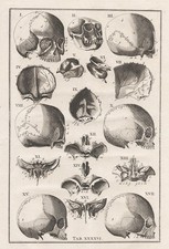 Crâne Humain - Anatomie
