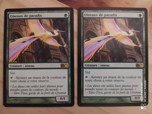 Oiseaux paradis birds - x2,