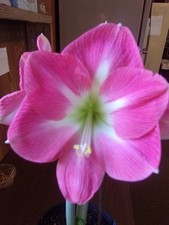 One small Amaryllis off-set