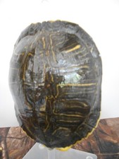 carapace de tortue de floride 