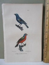 Vintage Print,PAPE,BOUVREUIL BLEU,Bird,BUFFON,1707-88,c1828